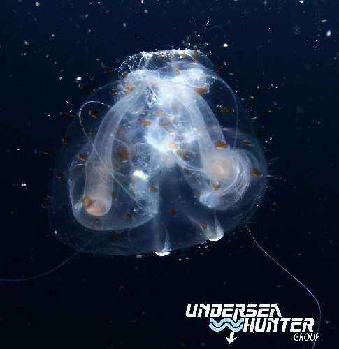 Crociera subacquea Cocos Island cocos-island-avi-klapfer-jellyfish.jpg