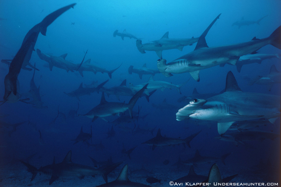 Banner Cocos Island