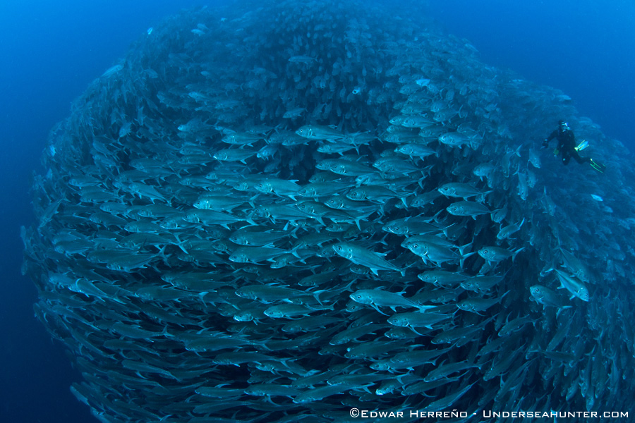 Banner Cocos Island