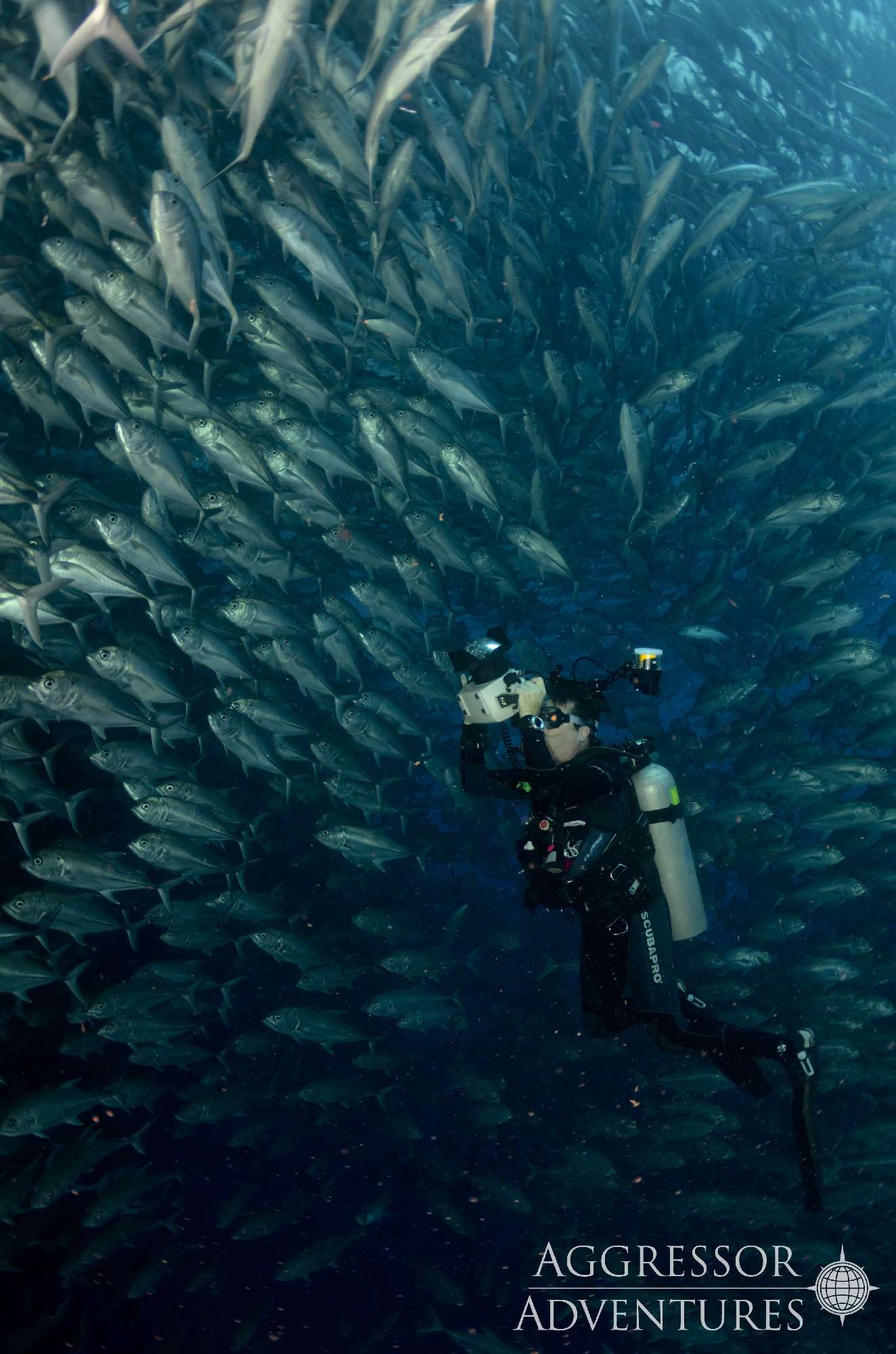 Banner Cocos Island