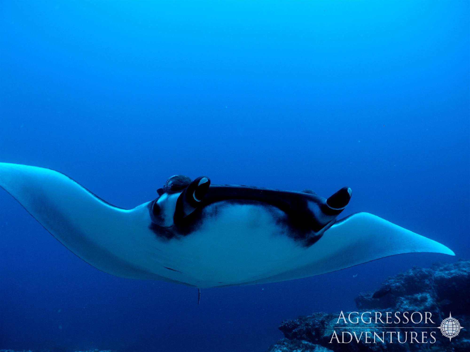 Banner Cocos Island