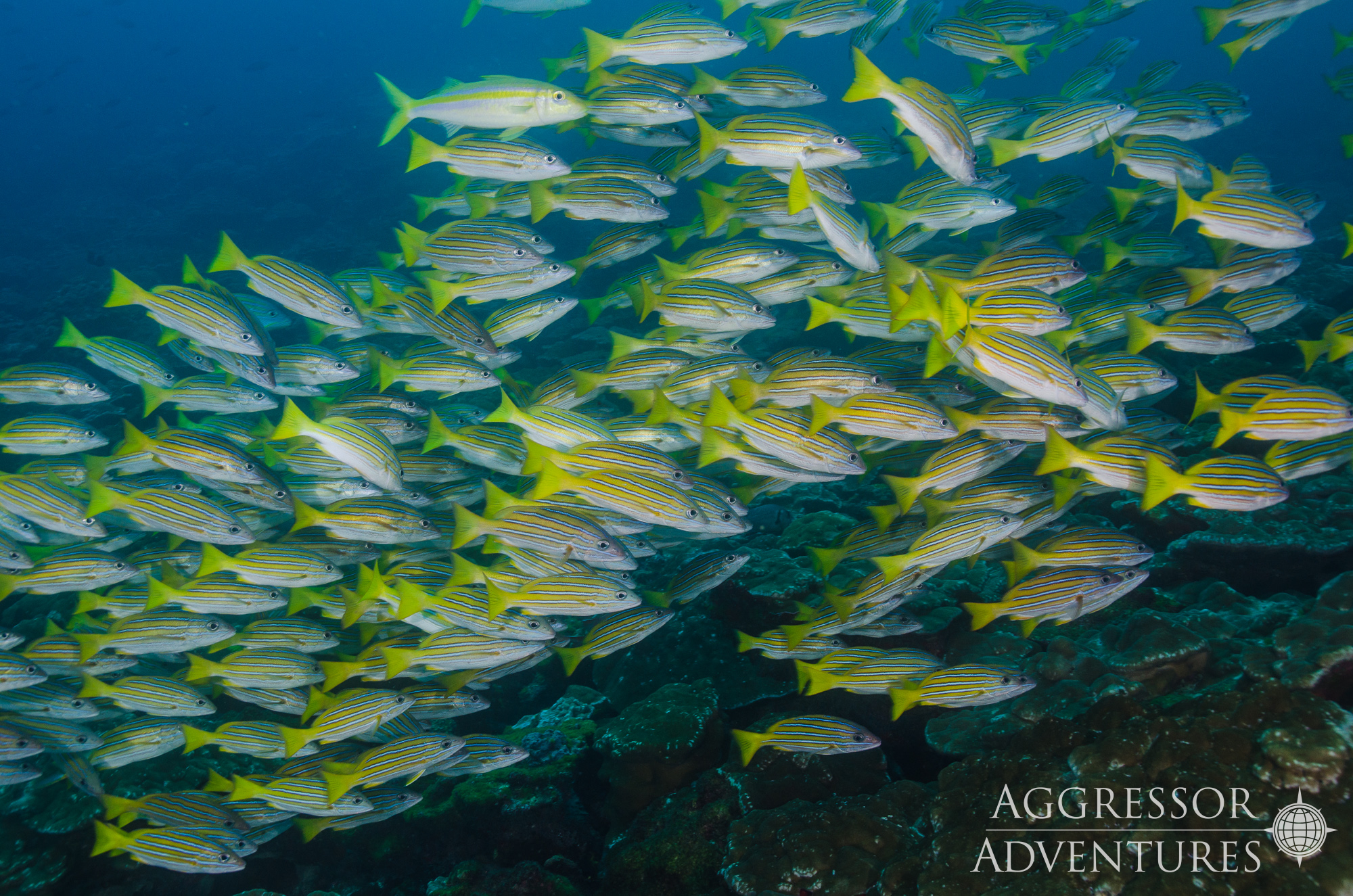 Banner Cocos Island