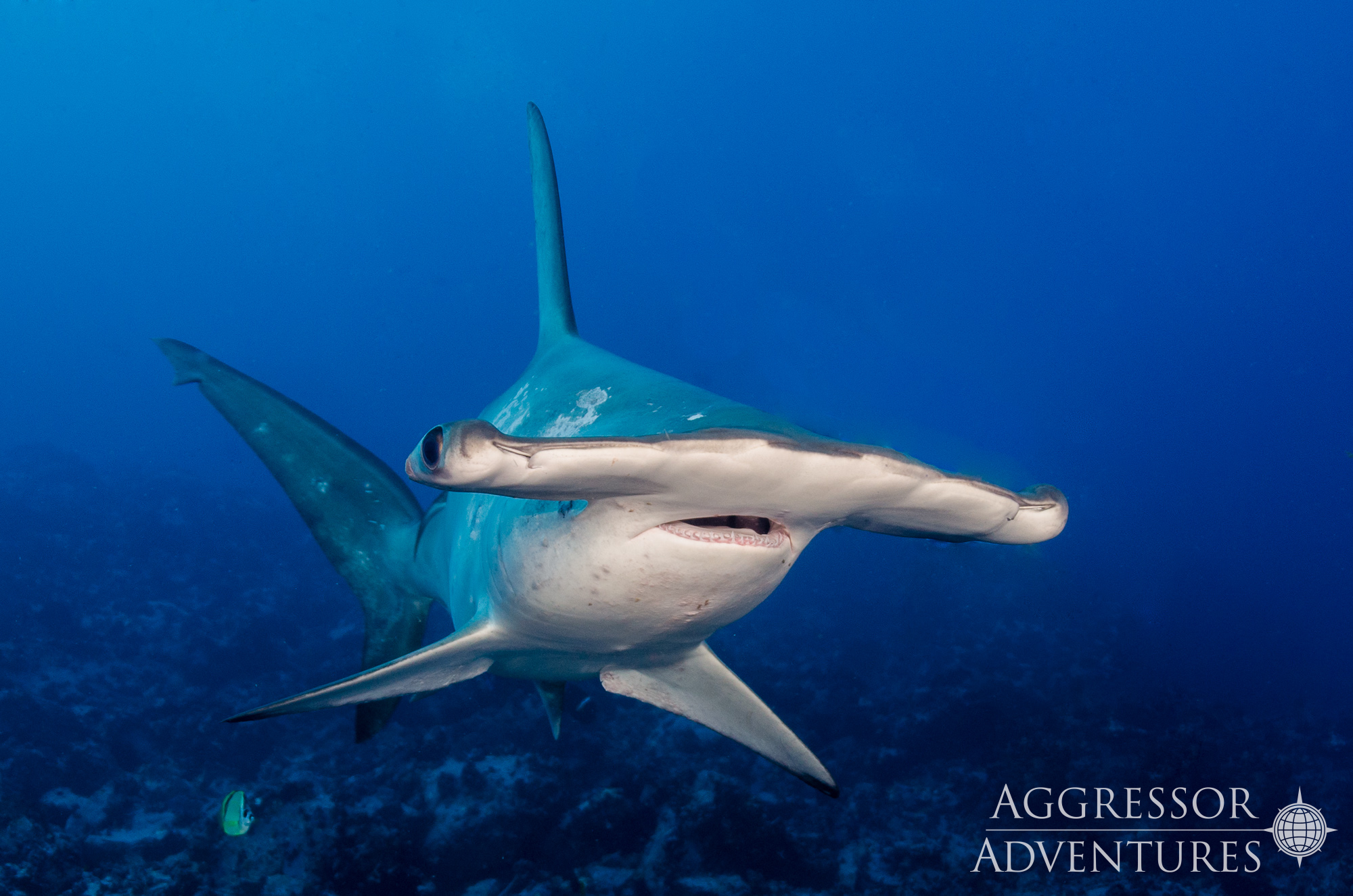 Banner Cocos Island