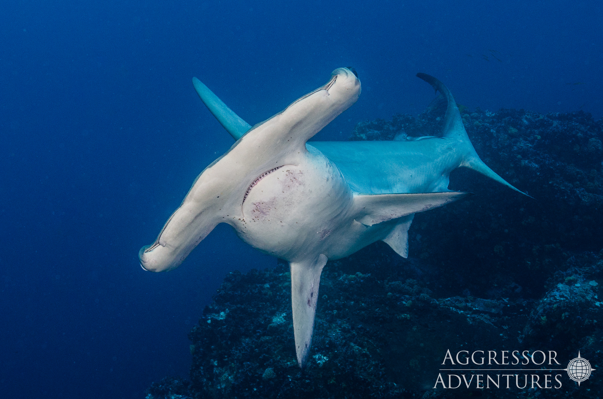 Banner Cocos Island