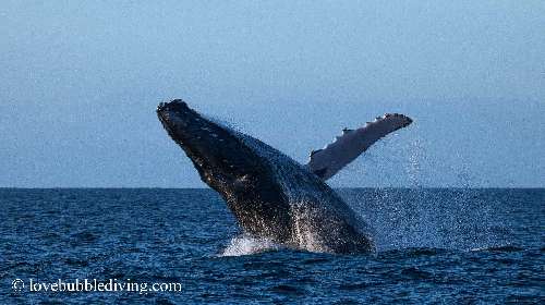 balena-megatterasalto-adulto-nosy-be-lbsd4004.jpg