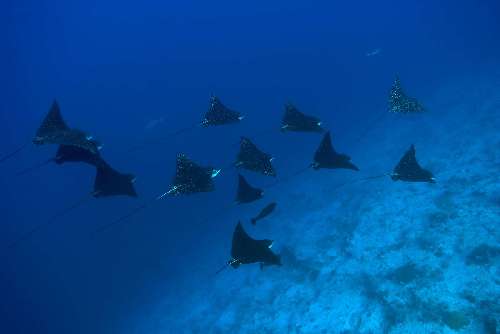 Immersioni alle Maldive atb-eagle-rays.jpg