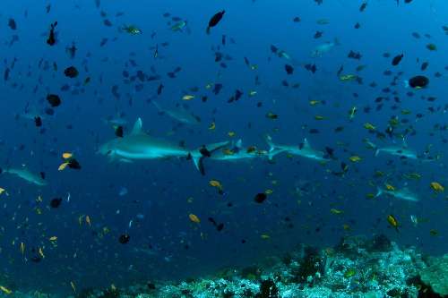 Immersioni alle Maldive atb-grey-sharks.jpg