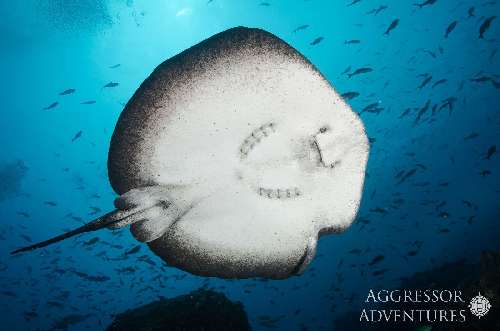 Crociera subacquea Cocos Island cocos-underwater-photos-7.jpg