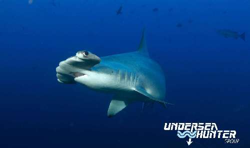 Specie rilevanti a Cocos Island cocos-island-avi-klapfer-hammerhead-shark.jpg