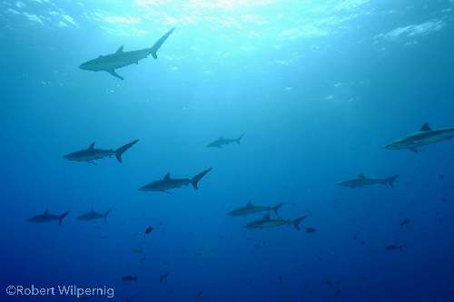 Immersioni a Socorro socorro-squali.jpg