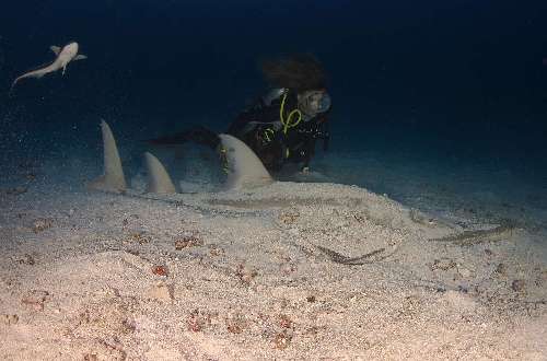 Crociera subacquea Maldive chitarra-dodi-arrigoni-alberto.jpg