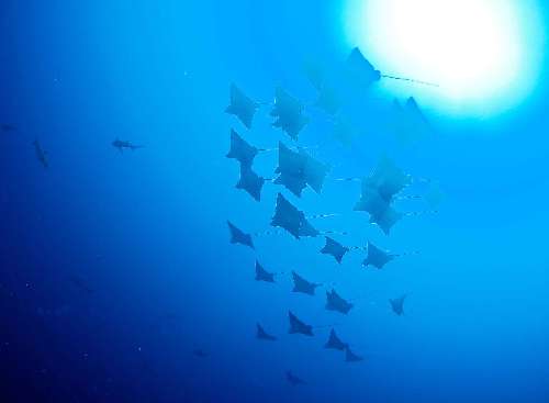 Crociera subacquea Maldive copyright-franco-isabella.jpg