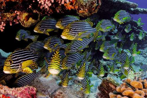 Crociera subacquea Maldive lym-arrigoni-alberto-gruppo-di-gaterinus.jpg