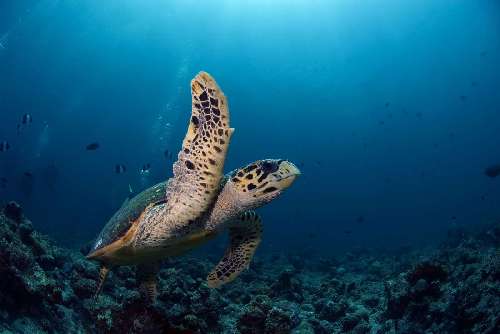 Crociera subacquea Maldive lym-turtle.jpg
