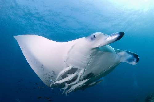 Crociera subacquea Maldive manta.jpg