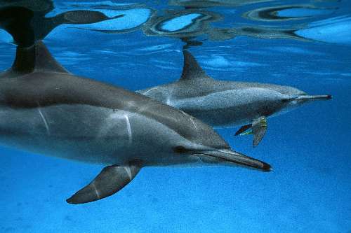 Crociera Apnea dolphins-tommasi-alessandro.jpg