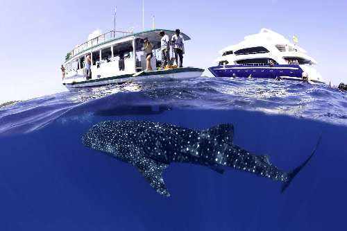 Crociera Apnea whalesharkduke-banfi-franco.jpg