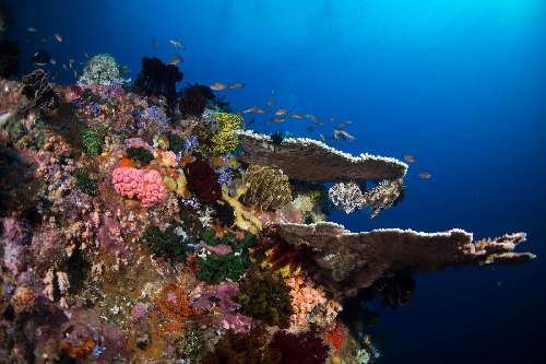Immersioni in Indonesia underwatersiladen-resort-5.jpg