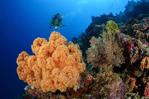 Immersioni in Indonesia underwatersiladen-resort-6.jpg